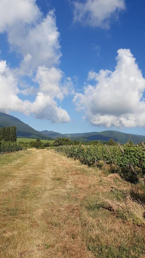 Ravissant Studio Dans Un Cadre Agreable Soultz-Haut-Rhin Kültér fotó